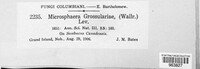 Microsphaera grossulariae image